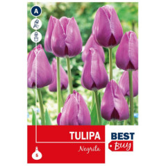 Bu tulipe triumph negrita x5