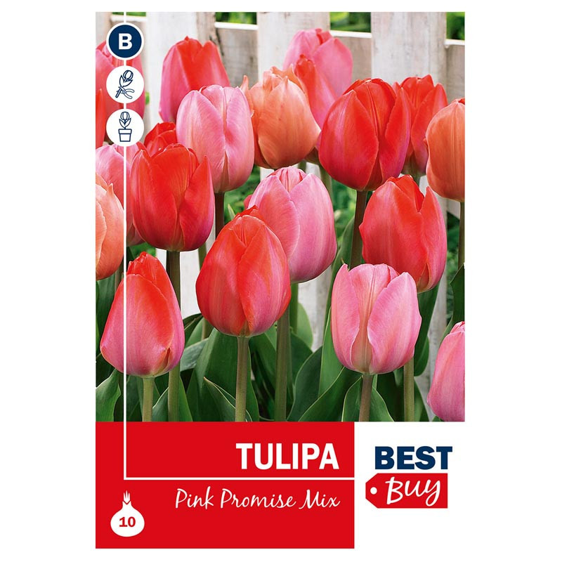 Bu tulipe darwin hybride rose