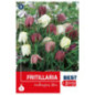 Bu fritillaria meleagris mix x8