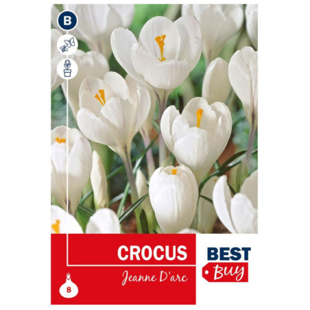 Bu crocus jeanne d'arc x8