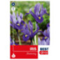 Bu iris reticulata harmony x12