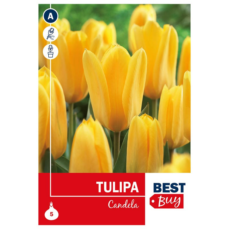 Bu tulipa forsteriana candela x5