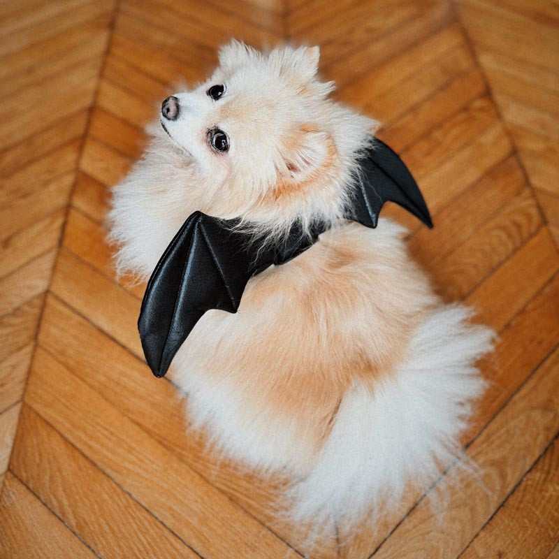 Ailes de chauve souris chien