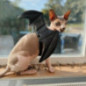 Ailes de chauve souris chien