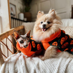 Pull pour chien halloween small