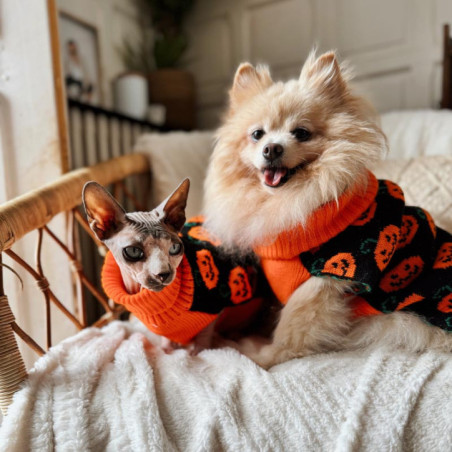 Pull pour chien halloween medium