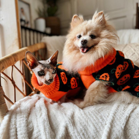 Pull pour chien halloween xl