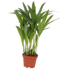 Pl dypsis pot 7cm h25-30