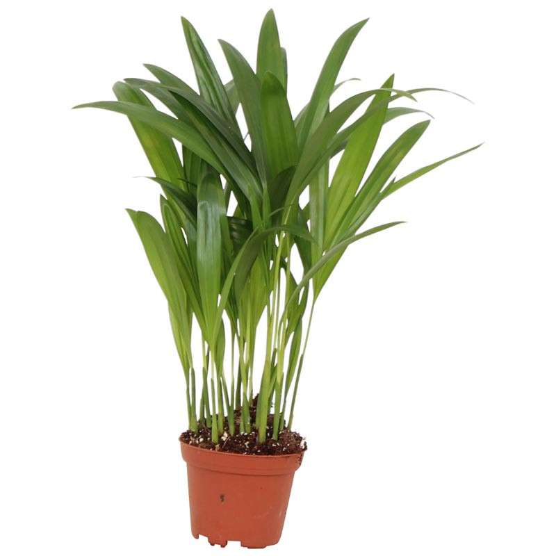 Dypsis pot 7cm h30-35