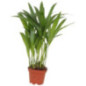 Pl dypsis pot 7cm h25-30