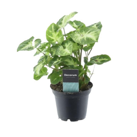 Pl syngonium pot 7cm h25-20