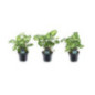 Pl syngonium pot 7cm h25-20