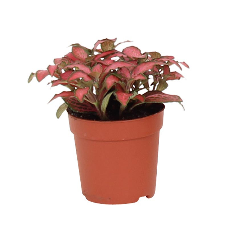 Pl fittonia pot 7cm h8-12