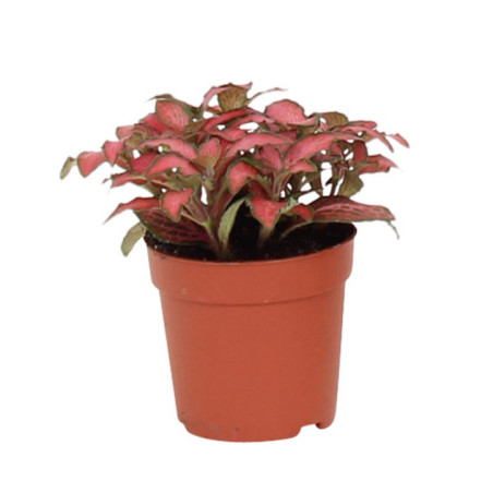 Fittonia pot 7cm h8-12