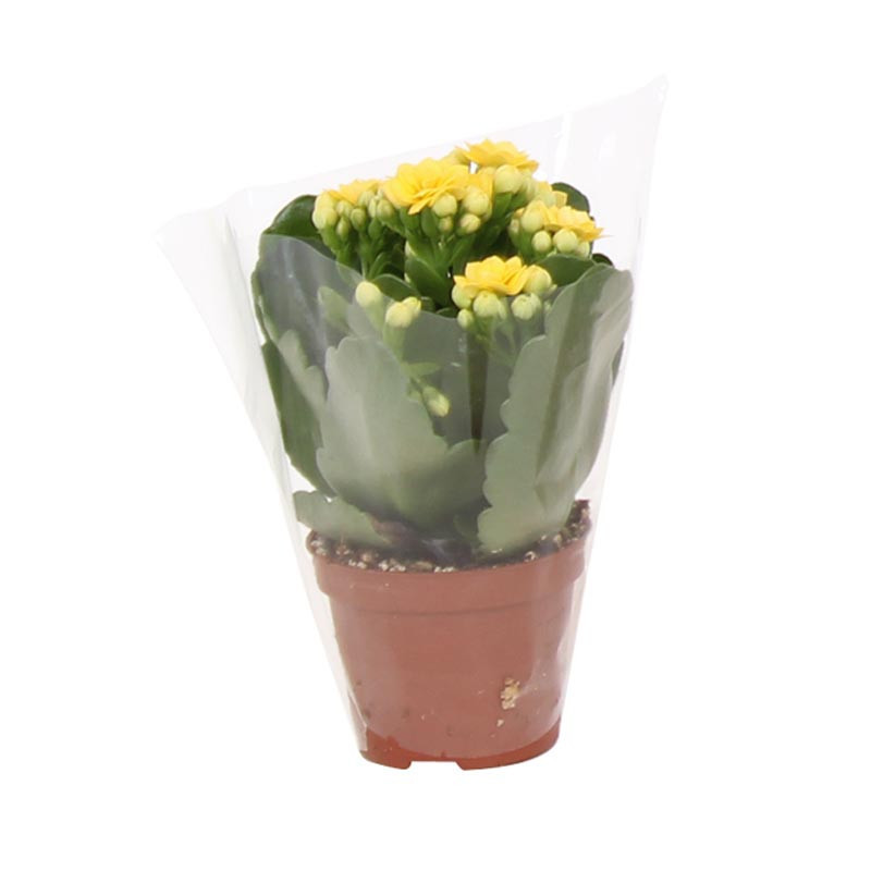 Pl kalanchoe pot 6cm h10-15