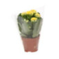 Kalanchoe pot 6cm h10-15