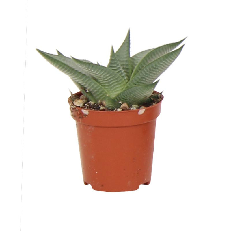 Pl haworthia pot 5,5cm h7-12