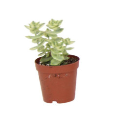 Pl crassula pot 5,5cm h7-12