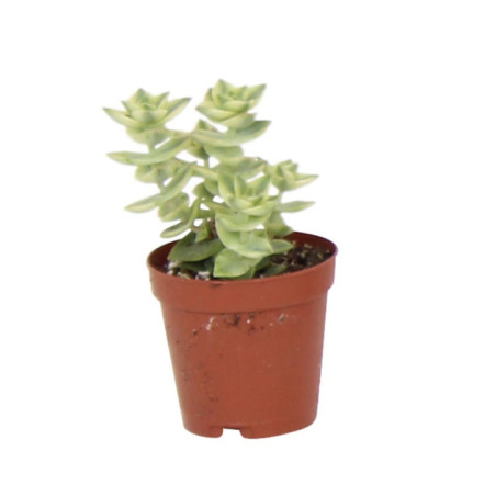 Crassula pot 5,5cm h7-12