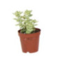 Pl crassula pot 5,5cm h7-12