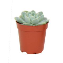 Echeveria pot 5,5cm h7-12