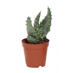 Aloe pot 5,5cm h7-12