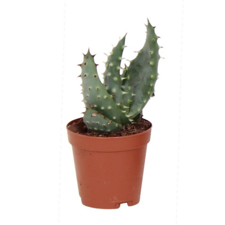 Pl aloe pot 5,5cm h7-12