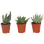 Pl aloe pot 5,5cm h7-12