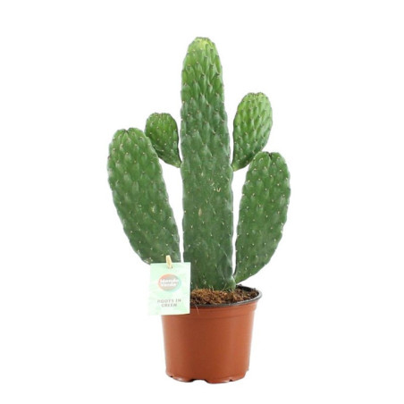 Cactus 12cm h35-45