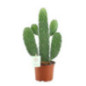 Cactus 12cm h35-45