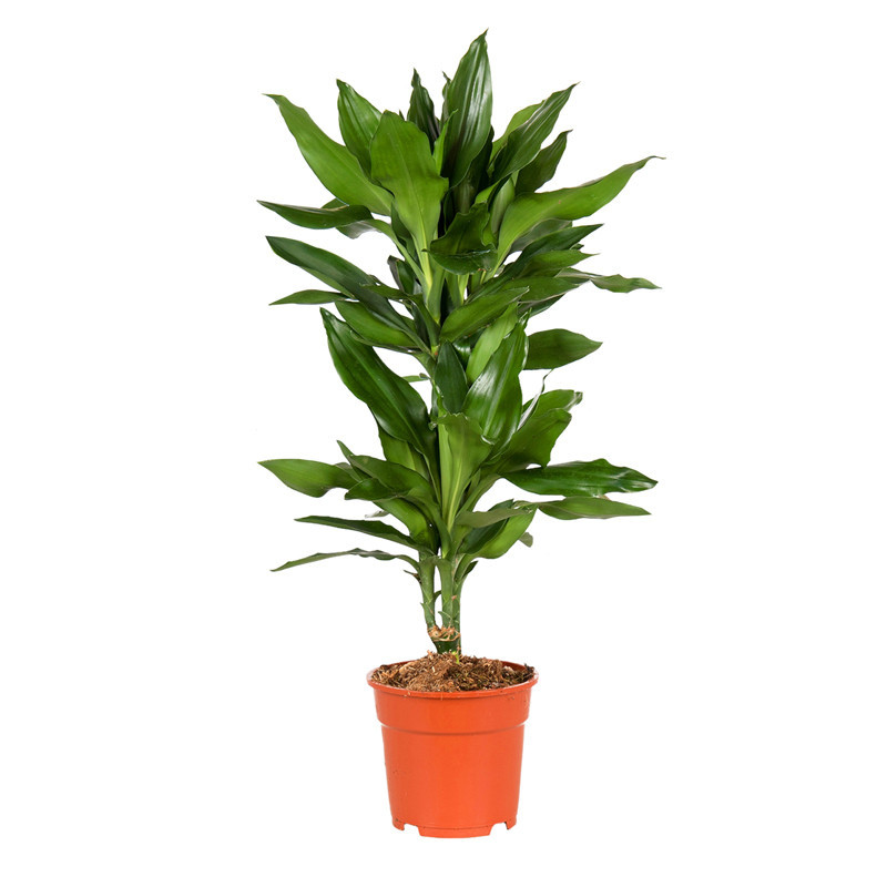 Plante verte pot 17cm h60