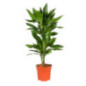 Plante verte 17cm h60-80