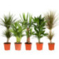 Plante verte 17cm h60-80