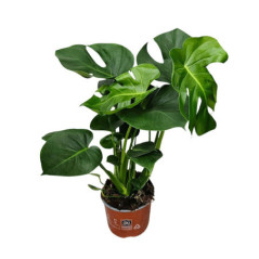 Monstera pot 17cm h50-60