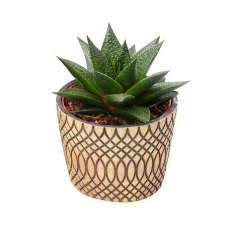 Succulent pot ceramique 14cm h14