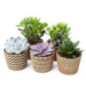 Succulent pot ceramique 14cm h14