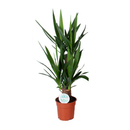 Yucca pot 17cm h80-90