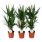 Yucca pot 17cm h80-90