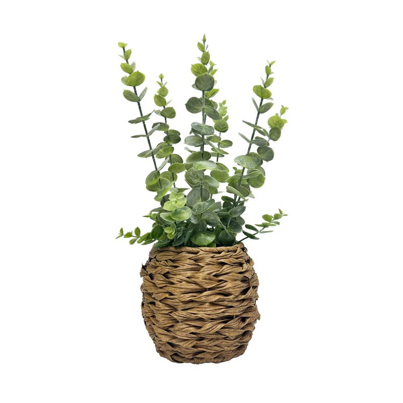 Eucalyptus pot tresse h40cm