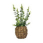 Eucalyptus pot tresse h40cm
