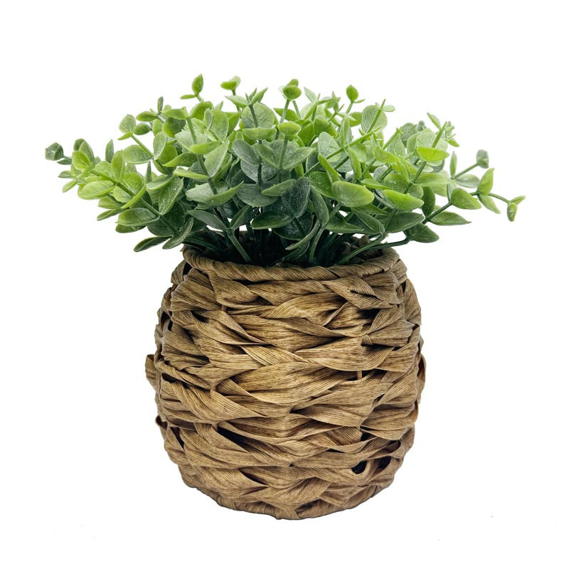 Eucalyptus pot tresse h21cm