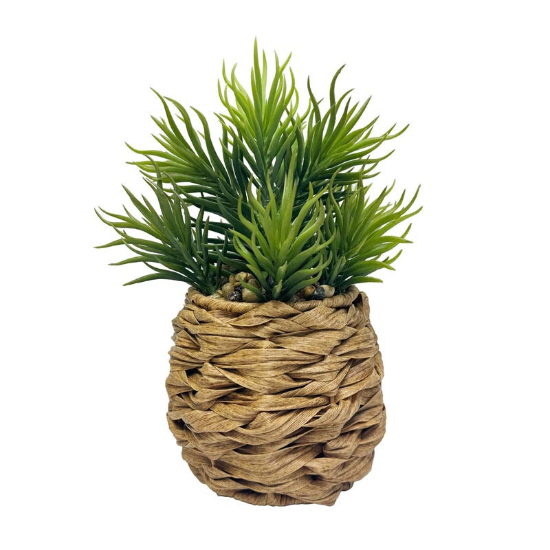 Plante  pot tresse h21cm