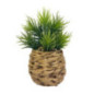 Plante  pot tresse h21cm
