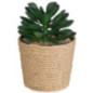 Mini succulente pot tresse