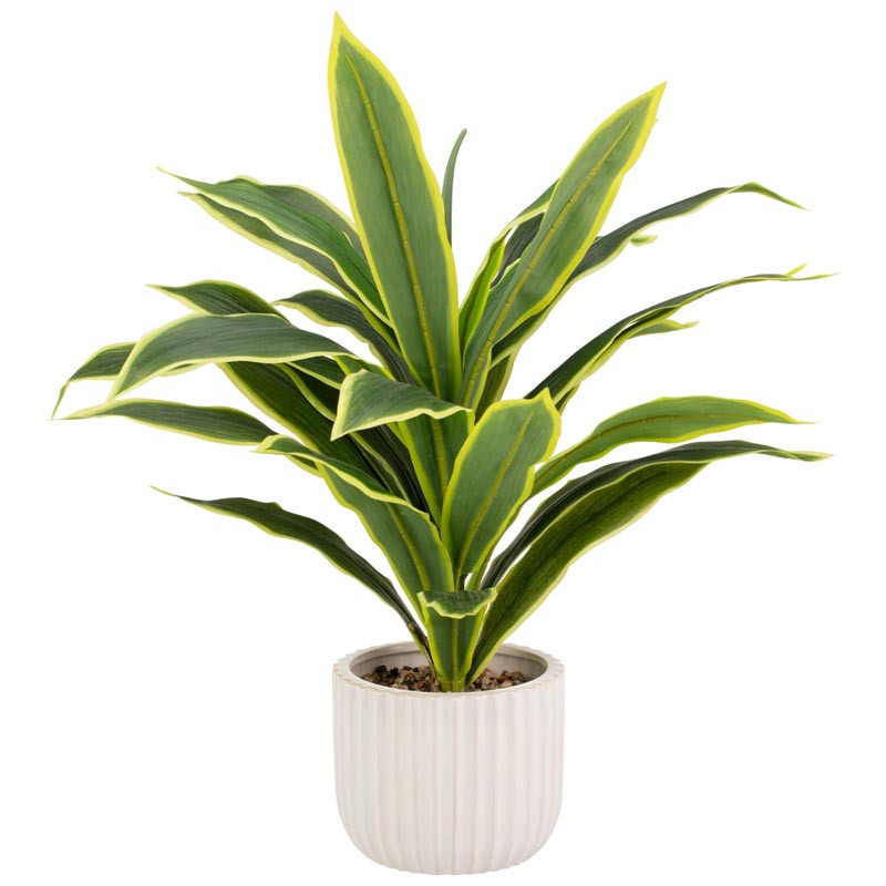 Plante verte pot nervure