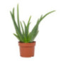 Aloe vera 12cm h35-45