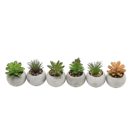 Mini succulente