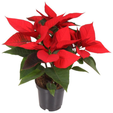 Poinsettia 10,5cm h25