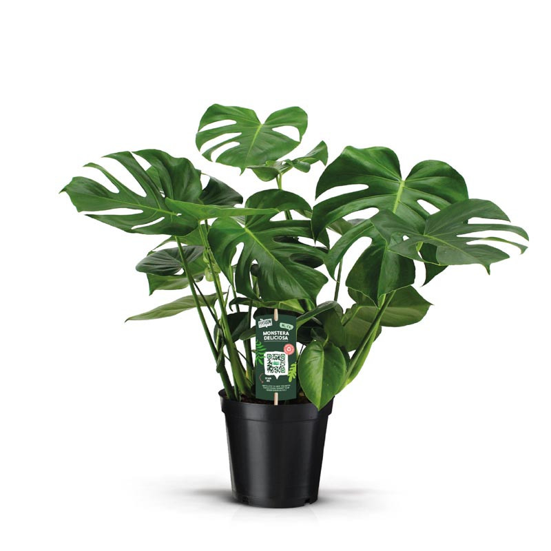 Monstera 21cm h70-90