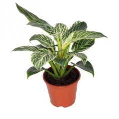 Philodendron 14cm h25